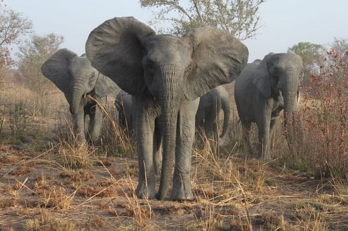 The Presidents of several African countries, recognizing that African Elephant Crisis was getting worse and knowing they could not solve this problem alone, turned to the Prince Charles for help. Photo by Fawaz.tairou via Wikimedia Commons