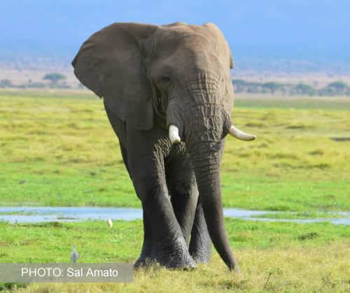 On February 6, 2014, France because the first country in Europe to destroy its ivory stocks. PHOTO: Sal Amato