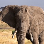 Chad and Tanzania Will Destroy Ivory Stockpiles
