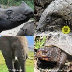 U.S. Bans Ivory Trade, Unveils ‘National Strategy for Combating Wildlife Trafficking’