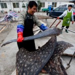 Investigators Follow China’s Shark Slaughterhouse Trail to U.S. 