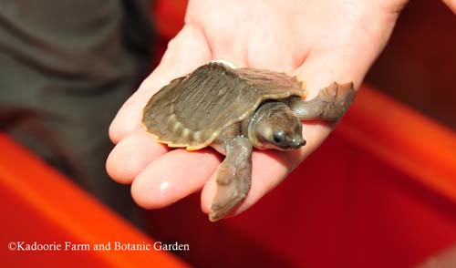 More than 11,000 pig-nosed turtles have been seized from traffickers during January 2014.  Photo courtesy of TRAFFIC.