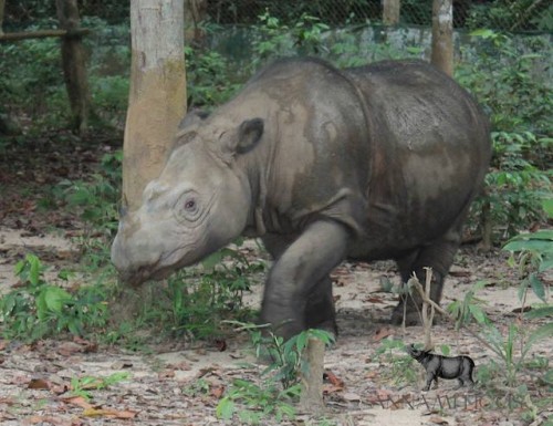 Ratu, a female Sumatran rhino who resides at the Sumatran Rhino Sanctuary in Indonesia. PHOTO: Rhishja Cota-Larson / Annamiticus