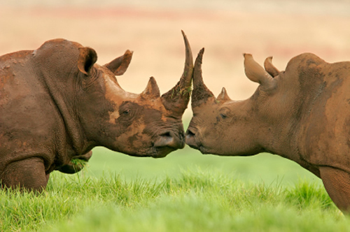 "Unsound analysis based on sweeping assumptions is likely to result in poor decision-making with severe consequences for rhino and elephant populations." Photo: istockphoto.com