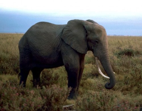 On April 9, 2014, Belgium will publicly demonstrate its commitment to elephant protection by destroying its ivory stockpile. Photo by Gary M. Stolz, U.S. Fish and Wildlife Service  via Wikimedia Commons