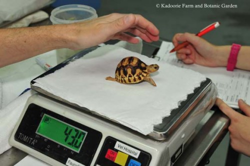 An Angonoka Tortoise undergoing a health check after arrival at KFBG Rescue Centre. Photo courtesy of TRAFFIC