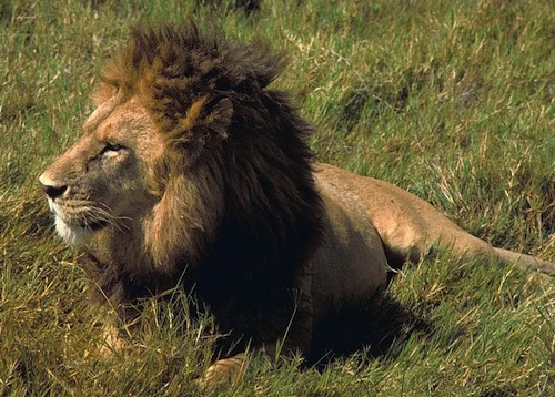 On March 15, the global community will express its outrage against South Africa's deplorable "canned" lion industry. Photo by Public Domain Images via Wikimedia Commons