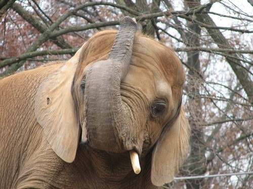 Belgium is the seventh country since June 2012 to rid itself of stockpiled ivory. Photo by Ltshears - Trisha M Shears via Wikimedia Commons