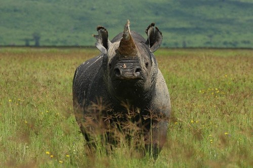 Two California men have been formally charged with rhino horn trafficking. Photo by Demetrius John Kessy via Wikimedia Commons