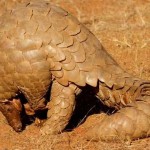 Recent Seizure Highlights Pangolin Trafficking from Pakistan to China