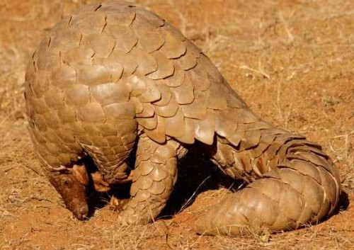 Revealed: The smuggling of pangolins and their scales from Pakistan to China. Photo by Sandip Kumar  via Wikimedia Commons