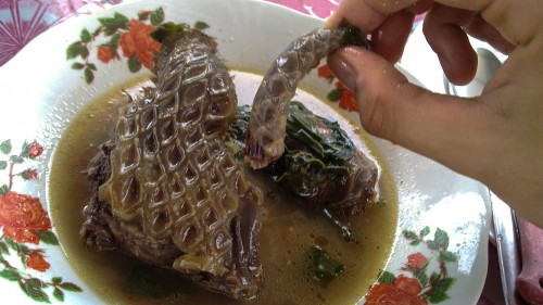 Pangolin soup is considered a delicacy in China. PHOTO: jbdodane