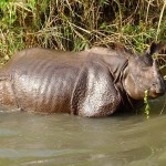 Nepal: First Rhino Killed in 15 Months