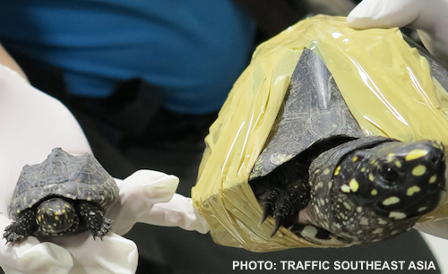 225 rare black pond turtles -- including babies -- were seized at Suvarnabhumi Airport in Bangkok. Photo from a November 2013 seizure of the same species, at the same airport. PHOTO: TRAFFIC Southeast Asia