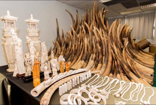 A portion of Hong Kong's massive confiscated ivory stockpile. Photo: Hong Kong for Elephants