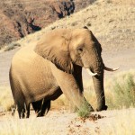 Elephant Lives Being Traded For Votes in Namibia