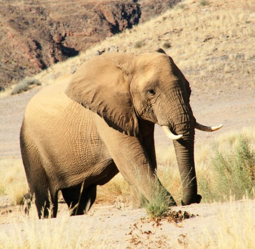 Namibia's rare desert elephant population will be hunted in the months leading up to the November election. Photo: Vernon Swanepoel