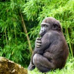 Oil Company To Cease Operations In Virunga National Park, DRC