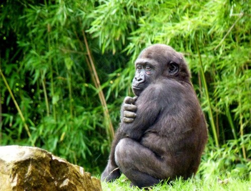 Virunga National Park is home to a significant portion of the world's critically endangered mountain gorilla, and is under threat from oil company Soco. Photo: Richard Paul Caird