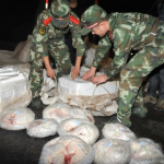 Chinese Authorities Foil Attempt to Smuggle 956 Pangolins