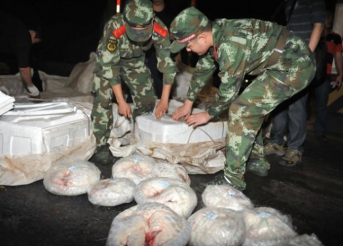 Nearly 1,000 dead pangolins were seized by Chinese authorities. Photo via news.163.com