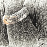 Tourism Expert Criticises SA Minister’s Views on Ivory Trade
