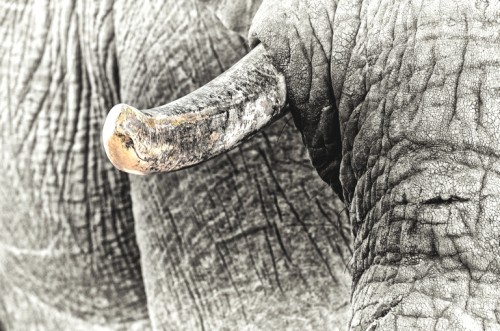 It appears the numerous reports, articles, videos and papers investigating the failures of the 2008 ivory sale, which are published widely and available across the internet, have not  reached the desk of South Africa’s Environmental Affairs minister. PHOTO © Don Pinnock, courtesy of Conservation Action Trust