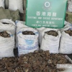 1 Ton of Pangolin Scales from South Africa Seized in Hong Kong