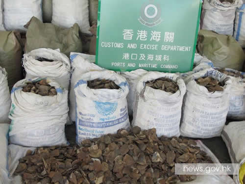 For the second time in eight months, Hong Kong Customs officers intercepted a shipment of pangolin scales smuggled from the African continent. Photo via news.gov.hk