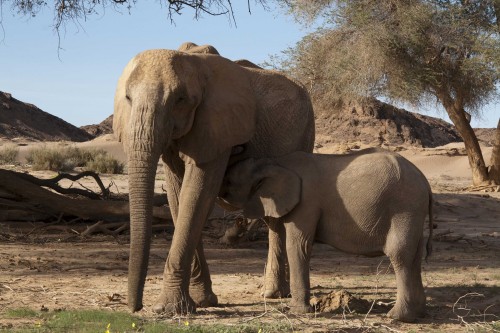The Namibian Government, seemingly unfazed by the recent international outrage and negative publicity surrounding the issuing of up to six permits to hunt desert elephants, ignored offers by conservationists to buy these permits and allowed hunters to shoot a young bull named Delta. PHOTO © Mike Kendrick, courtesy of Conservation Action Trust