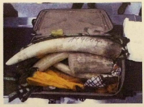 Almost 800kg of ivory was smuggled by 15 Vietnamese passengers flying from Angola. Photo: Hong Kong Customs.