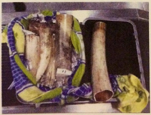 One of 32 bags stuffed with ivory intercepted at Hong Kong International Airport today. Photo: Hong Kong Customs