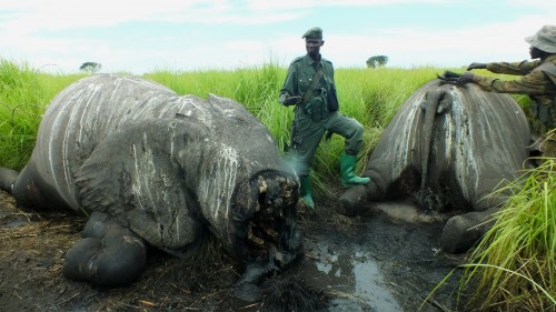 Elephants massacred from a helicopter attack in Garamba National Park, DRC. Photo courtesy of African Parks)  