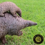 Species Survival Network Launches Pangolin Working Group