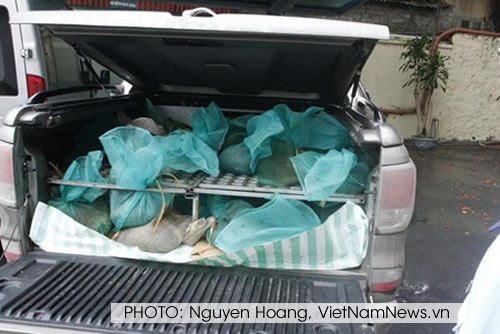 There have been at least four pangolin trafficking incidents in Vietnam during the first six months of 2014. PHOTO: Nguyen Hoang, VietNamNews.vn