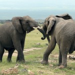 Le mécanisme de prise de décision de la CITES pour le commerce de l’ivoire : perdu au milieu d’un champ de mines ?