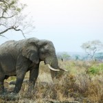 Elephant Poachers Penetrate South African Borders Again