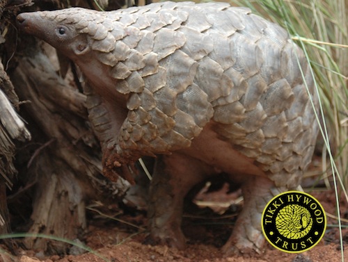 Pangolins received much-needed attention at the 65th meeting of the CITES Standing Committee, held July 7-11 in Geneva. PHOTO: Tikki Hywood Trust