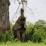 Call for Trade Embargo Against Mozambique for Failure to Address Poaching Issues