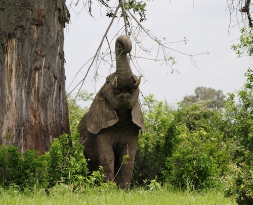 “Trade sanctions are urgently needed to persuade the government of Mozambique to enact a comprehensive crackdown on the poaching gangs and the criminal syndicates that arm and fund the poachers,” said Allan Thornton, president of EIA. PHOTO: Katarzyna Nowak, courtesy of Conservation Action Trust