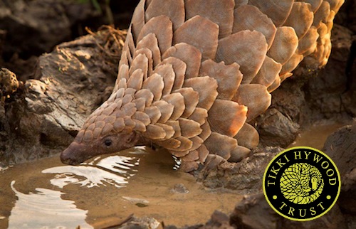 All four African pangolin species -- the ground pangolin (Manis temminckii), giant ground pangolin (Manis gigantea), white-bellied pangolin (Phataginus tricuspid), black-bellied pangolin (Phataginus tetradactyla) -- have been moved from Least Concern to Vulnerable. PHOTO: Tikki Hywood Trust