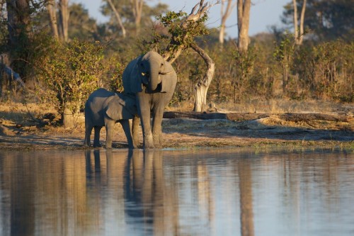 In April this year the U.S. Fish and Wildlife Service (Service) suspended imports of sport-hunted African elephant trophies taken in Tanzania and Zimbabwe for the calendar year of 2014. Photo courtesy of Conservation Action Trust
