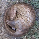 Uncovered: Bali’s Last Pangolins