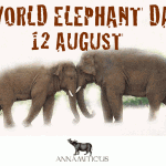 North Carolina Zoo to Destroy Ivory on World Elephant Day, August 12