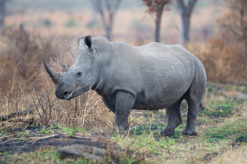 South Africa's Department of Environmental Affairs clearly intends to trade in ivory and rhino horn. PHOTO: Michael Lorentz