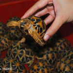 19,000 Protected Tortoises and Freshwater Turtles Seized in Thailand in 6 Years