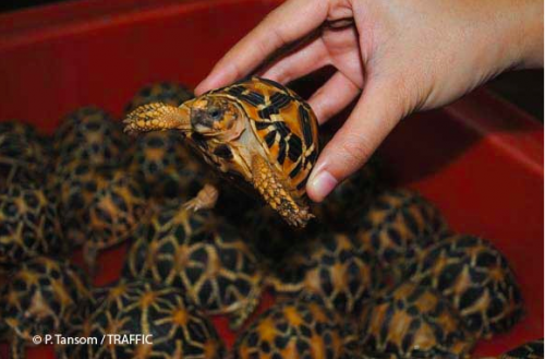 Thousands of smuggled tortoises and freshwater turtles have been seized at Suvarnabhumi International Airport in Bangkok. Photo: P. Tansom /TRAFFIC