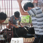 New Study Reveals Shocking Increase of Bear Bile Extraction ‘Farms’ in Lao PDR 