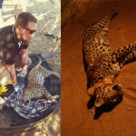 Collared Leopard ‘Accidentally’ Shot in Northern Cape, South Africa