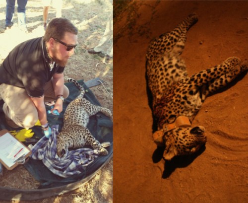 A female leopard collared in August 2014 as part of a research project was shot and killed in October 2014 by a farmer. PHOTO CREDIT: Landmark Foundation